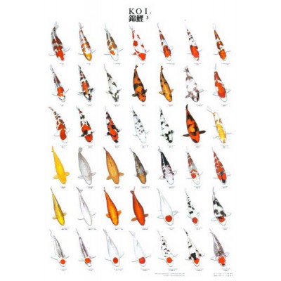KOI POSTER 3 KOI POSTER 3